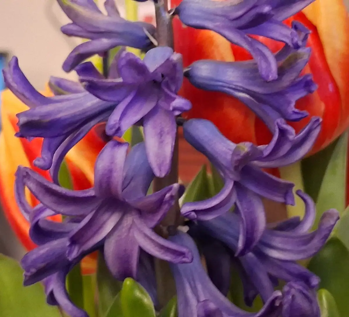 A close-up photo of a purple hyacinth flower cluster with green leaves, set against a blurred background of orange and red…