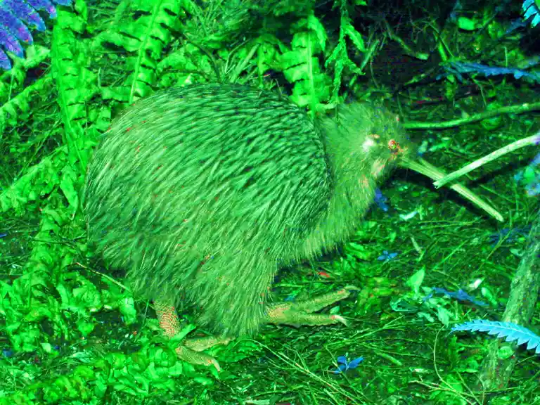 A fuzzy, flightless kiwi bird is captured in a green-tinted night-vision photo, standing among ferns and foliage. The bird's…