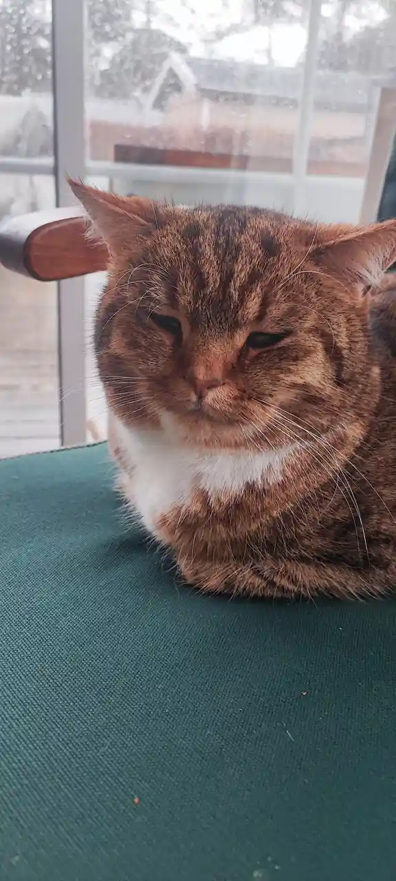 A brown tabby cat with a white chest sits on a green fabric chair, looking grumpy with half-closed eyes. Behind it, a window…