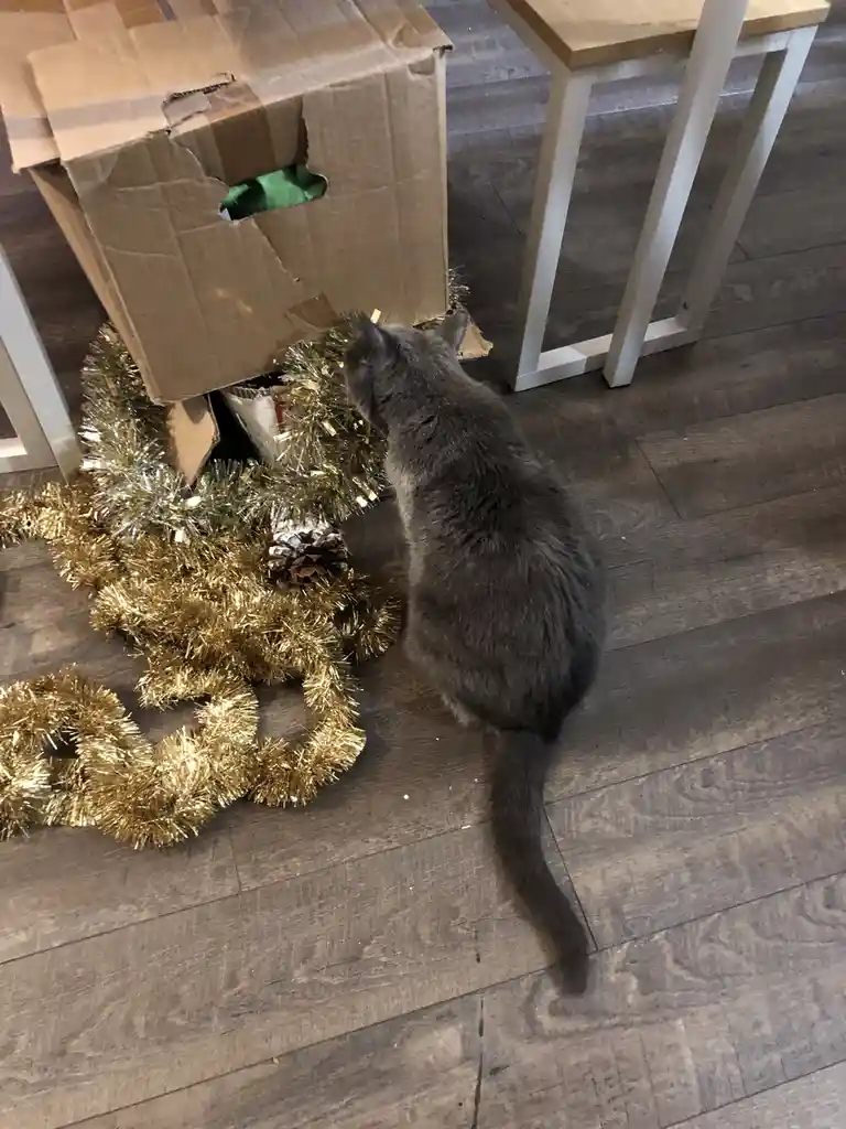 A gray cat is seen from behind, sitting on a wooden floor and looking intently at an open cardboard box. The box is…