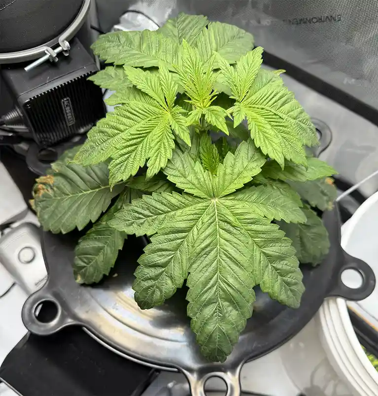 A healthy green cannabis plant with serrated leaves sits in a black pot, surrounded by indoor grow equipment including a…