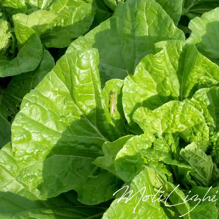 A close-up photo of vibrant green leafy vegetables, possibly cabbage or a similar plant, with a small green grasshopper…