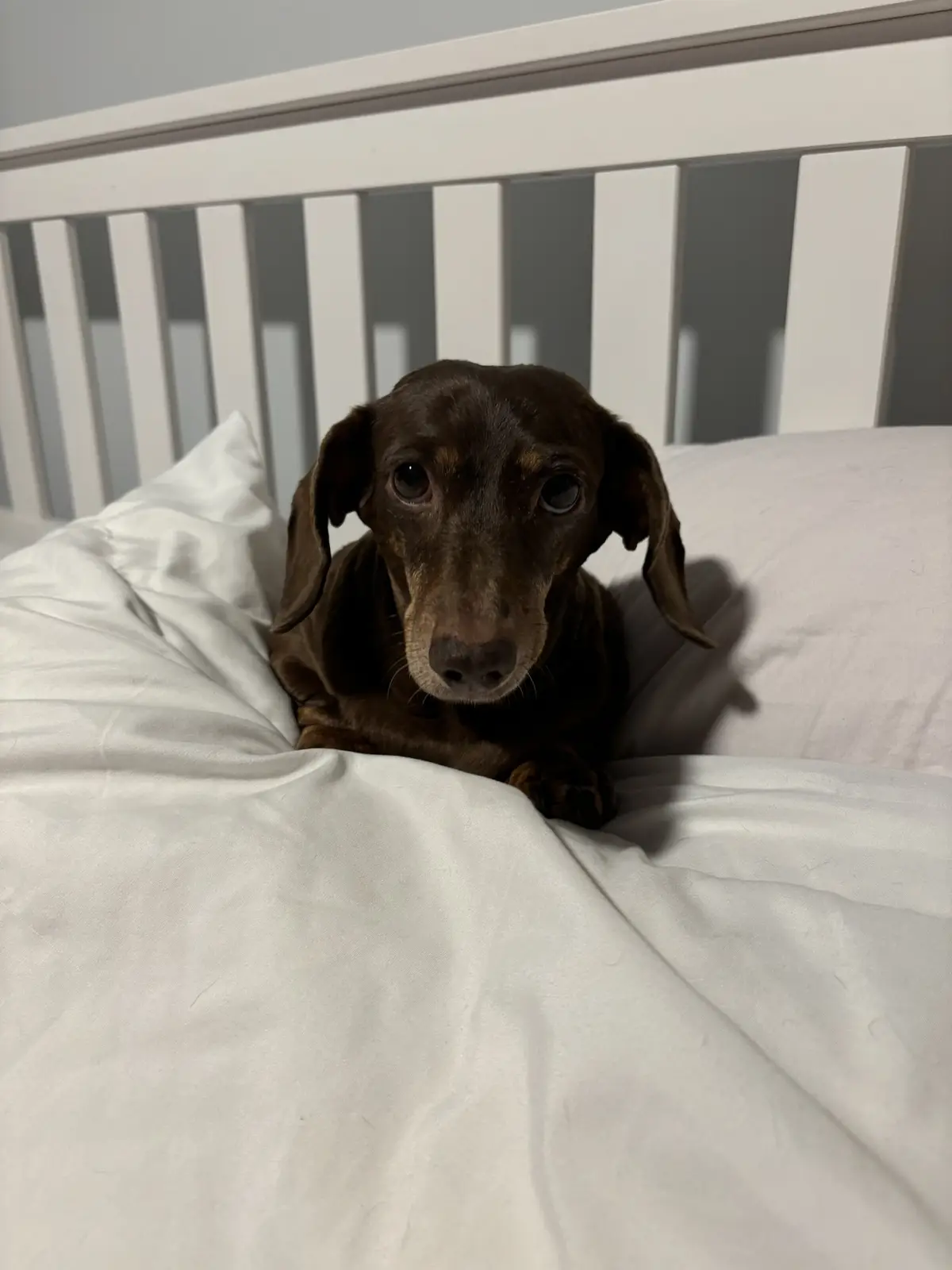 A brown dachshund lies on white bedding in front of a white slatted headboard, looking directly at the camera with large…