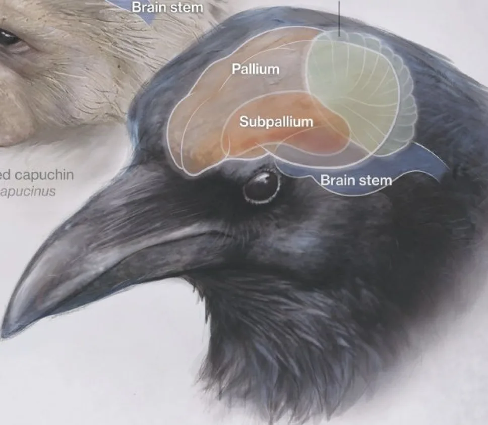 An anatomical illustration comparing the brains of a capuchin monkey and a bird, showing the bird's brain with labeled…