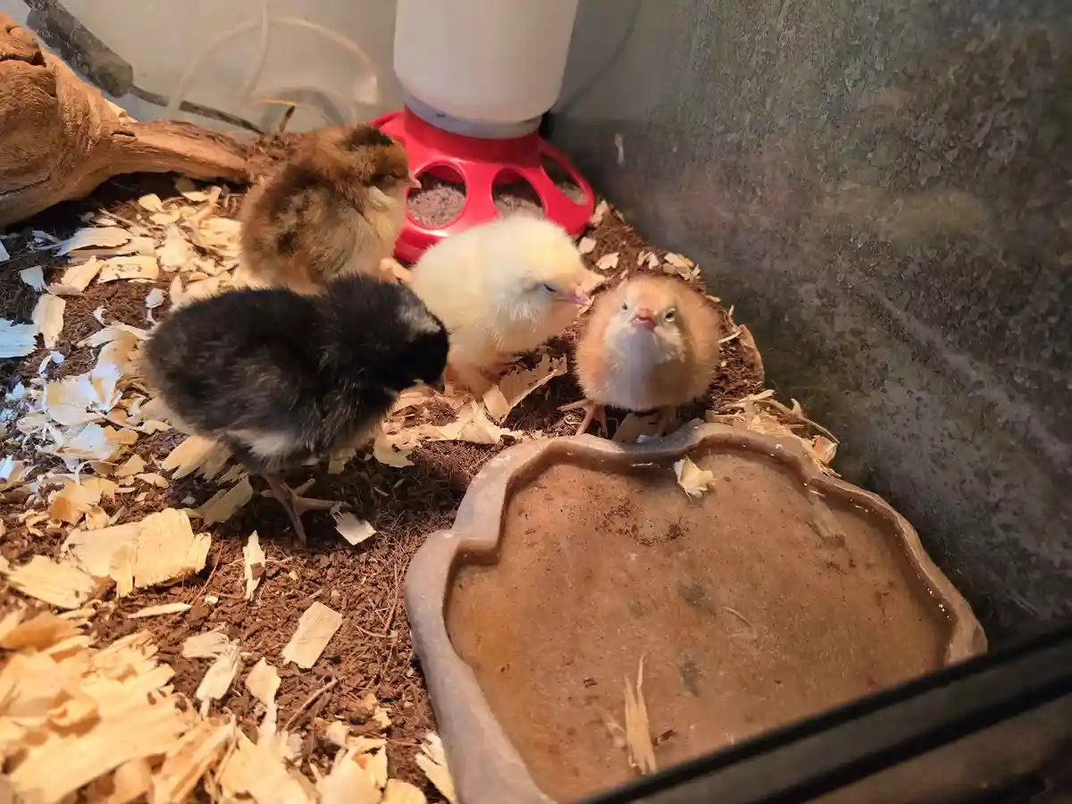Four baby chicks of various colors—black, white, brown, and buff—are gathered in a small enclosure with wood shavings, a red…