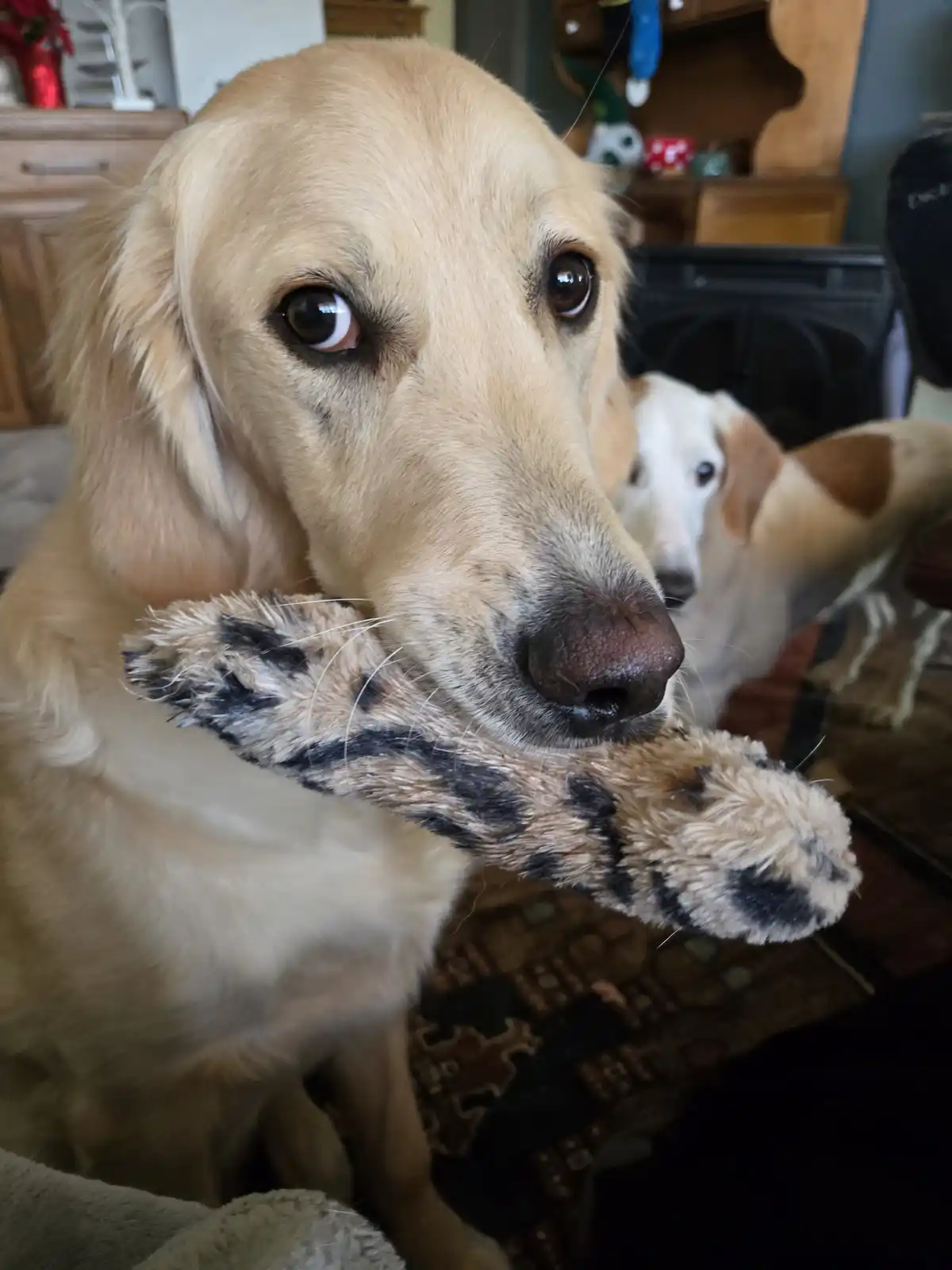 A golden retriever with a pleading, wide-eyed expression holds a plush toy shaped like a tiger paw in its mouth. In the…