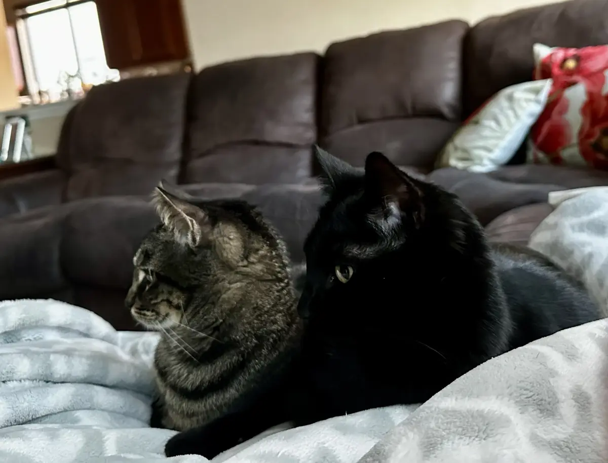 Two cats, one tabby and one black, are lying side by side on a light gray blanket on a dark brown couch. The tabby cat is…