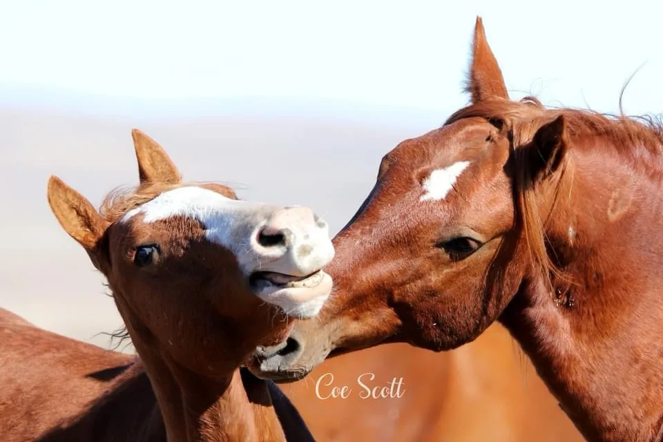Two brown horses with white facial markings are shown in a close-up, one nuzzling the other's cheek while the other looks…