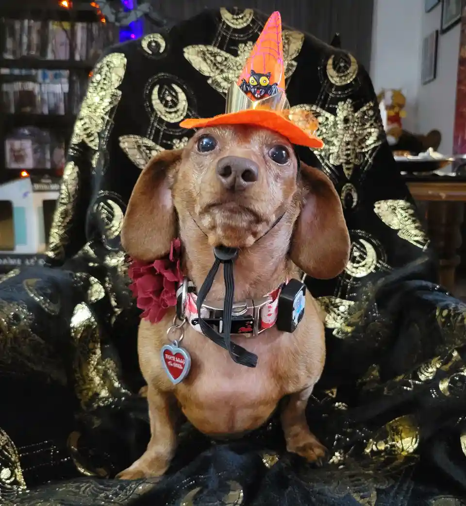 A brown dachshund sits regally on a black and gold patterned chair, wearing an orange witch's hat with a bat decoration, a…