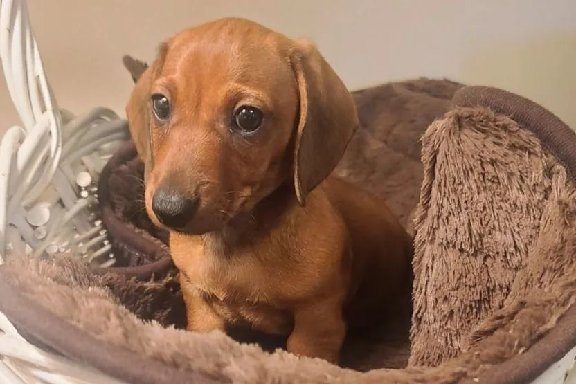 A small brown dachshund puppy with large, expressive eyes sits in a plush, brown-lined white basket, looking directly at the…