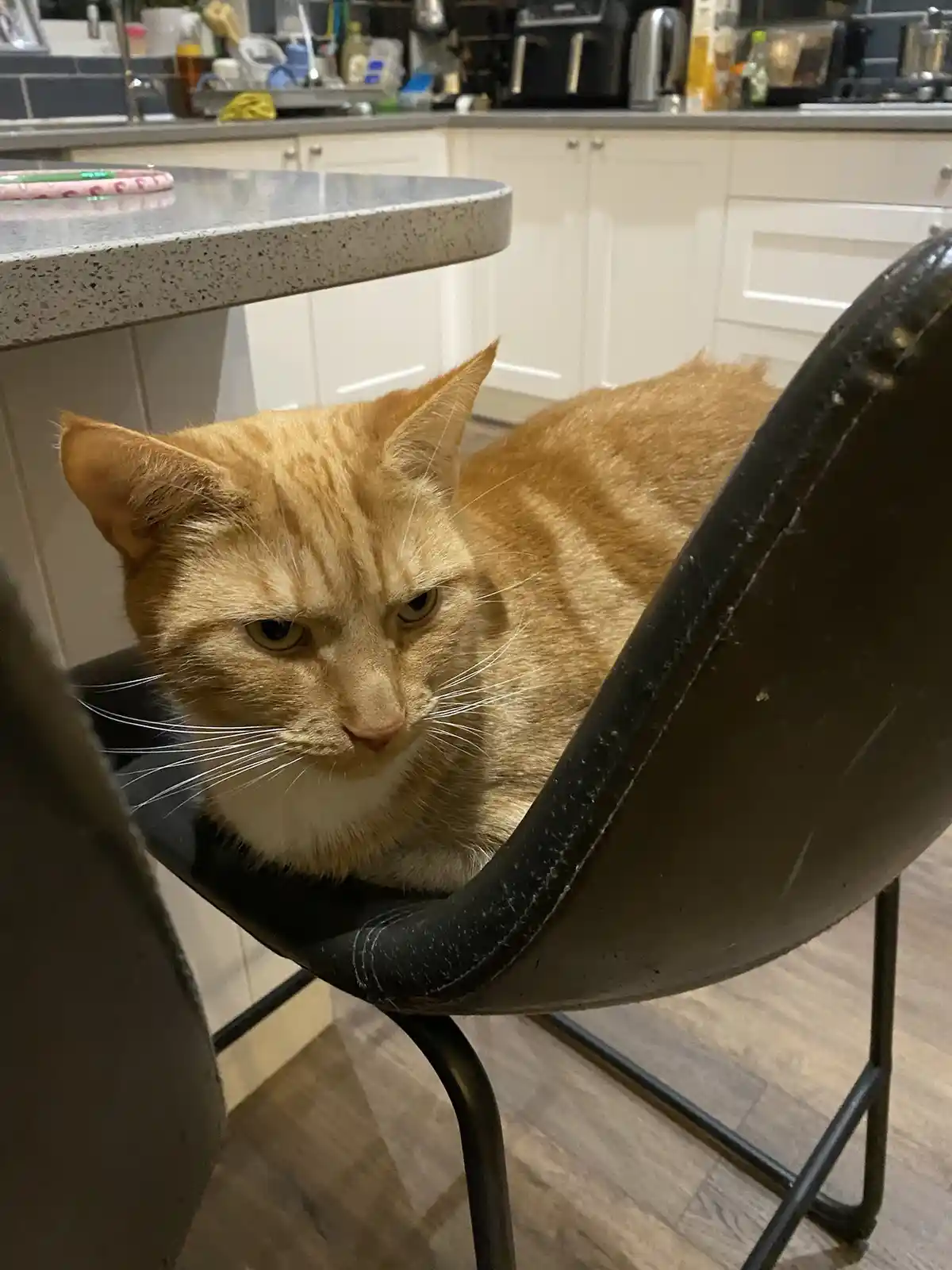 An orange tabby cat with a white chest sits on a black chair in a kitchen, looking intensely displeased with narrowed eyes…