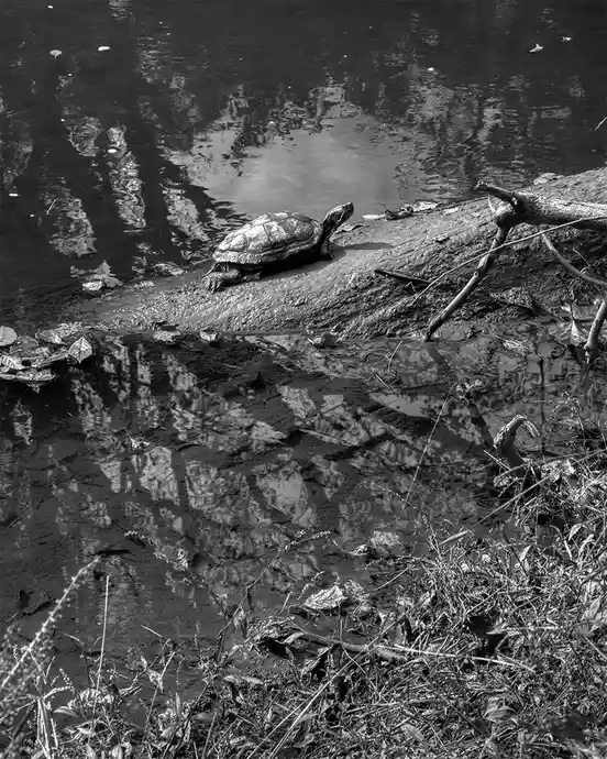 A black-and-white photo shows a turtle resting on a muddy bank beside water, with its reflection visible in the ripples. The…