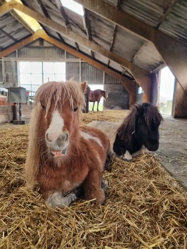 Two small ponies are lying on straw in a barn. The pony in the foreground has a shaggy, messy mane and is looking at the…