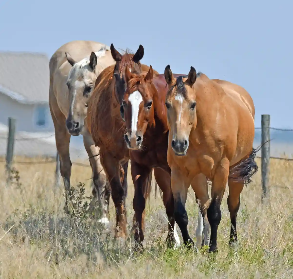 Three horses stand in a field of dry grass, looking directly at the camera with serious expressions. The horse on the left…