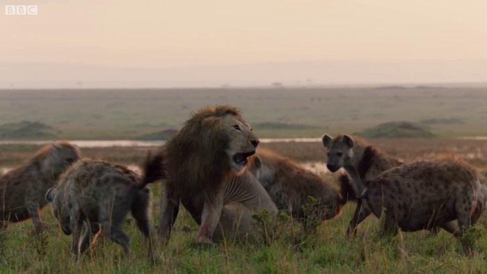 A male lion with a full mane is surrounded by several hyenas in a grassy savanna. The lion appears to be roaring or speaking…