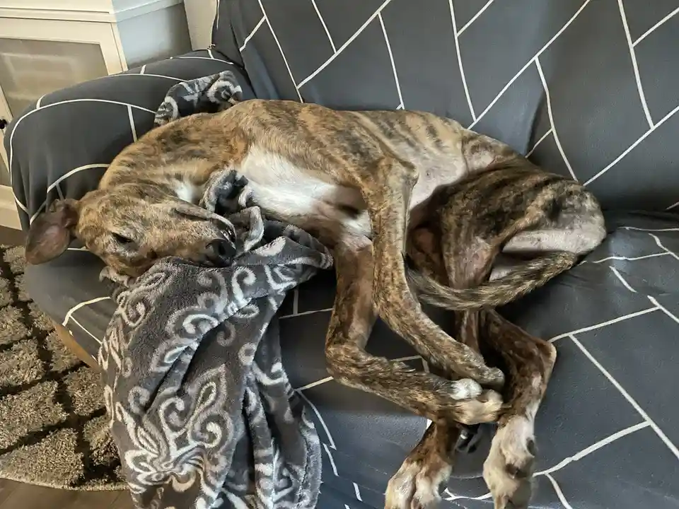 A brindle-coated greyhound is curled up asleep on a dark grey couch with white geometric stitching, partially covered by a…