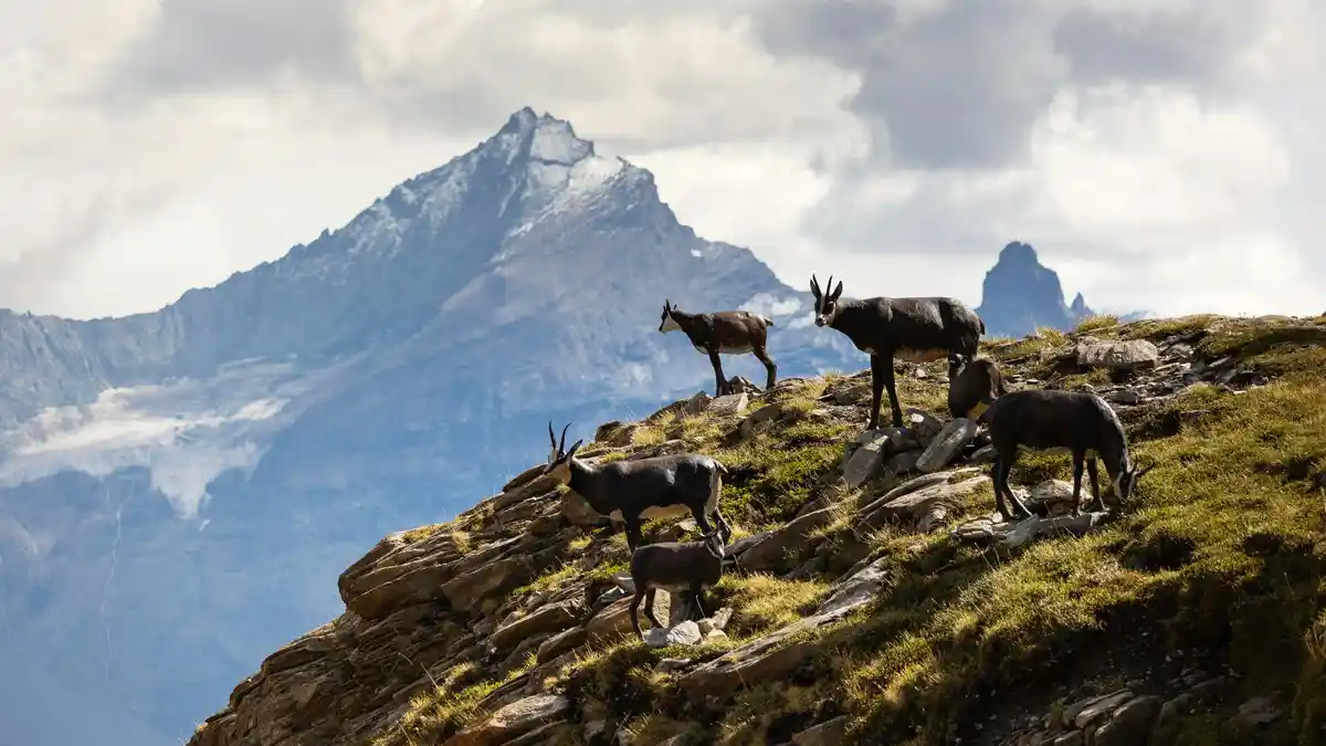 A group of agile chamois roams freely on a rugged slope, their soft coats blending with the rocky terrain. The majestic Alps…