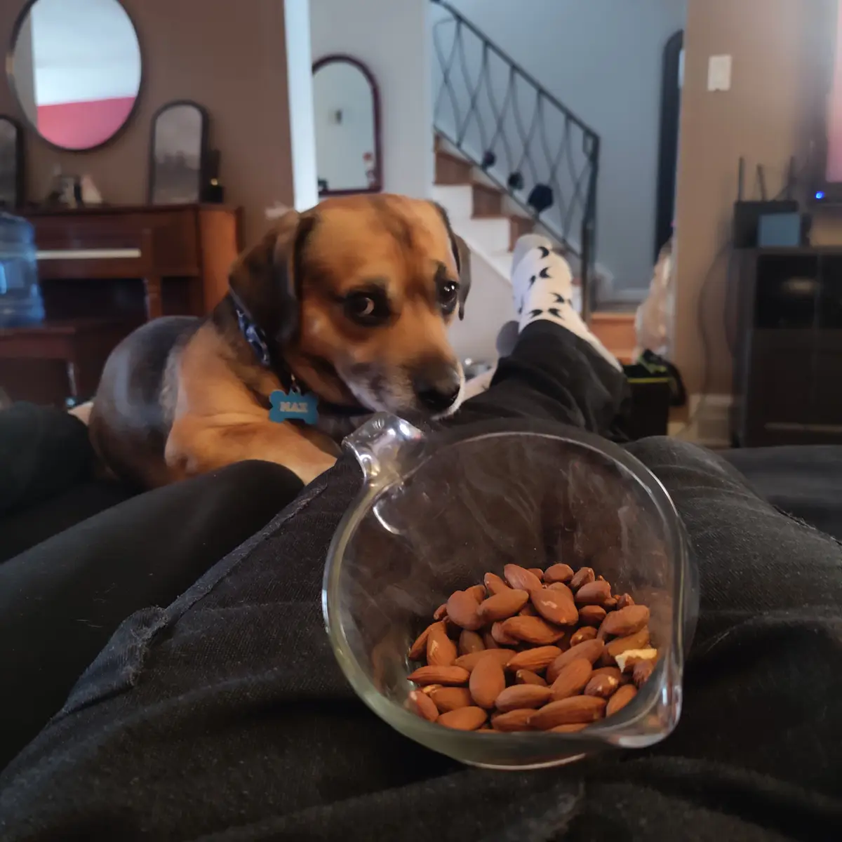 A brown and black dog named Max, wearing a blue collar tag, lies on a person's lap and stares intently at a glass measuring…