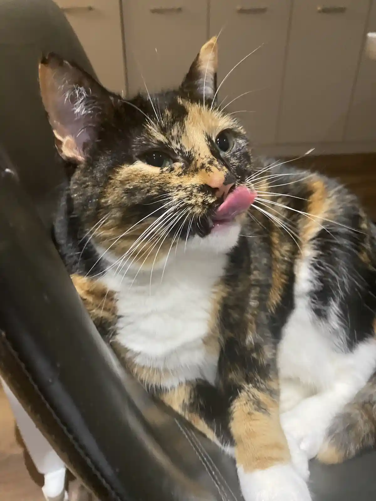 A close-up photo of a calico cat sitting in a dark chair, licking its front paw while looking at the camera. The cat has…