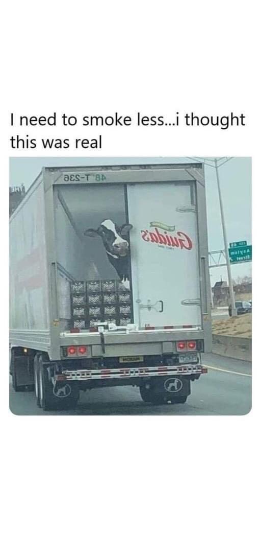 A black-and-white cow is peeking out from the open back of a white delivery truck labeled 'Guider's' on its side, with…