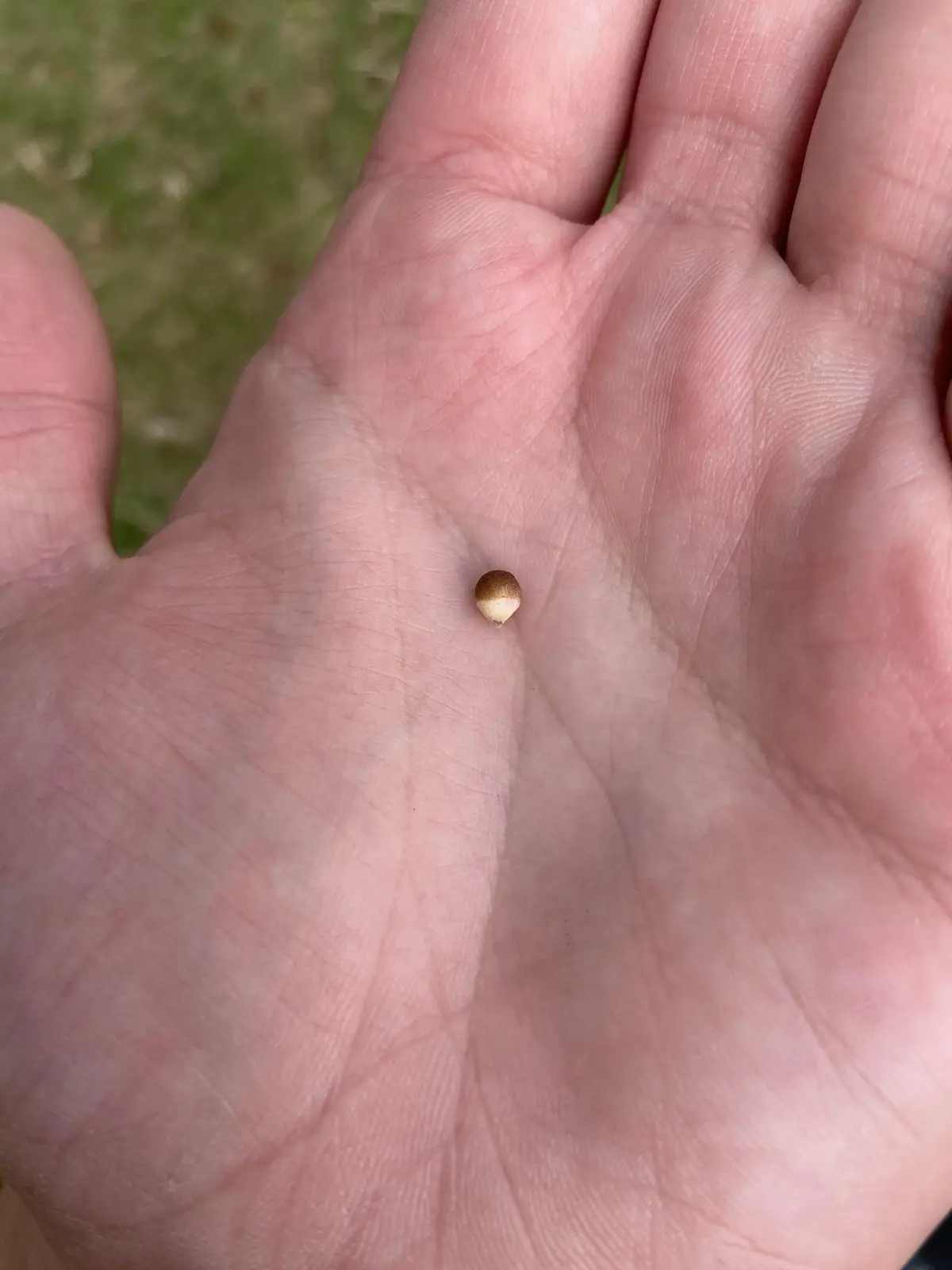 A close-up photo shows a single, very small, brownish seed resting in the center of an open human palm, with green grass…