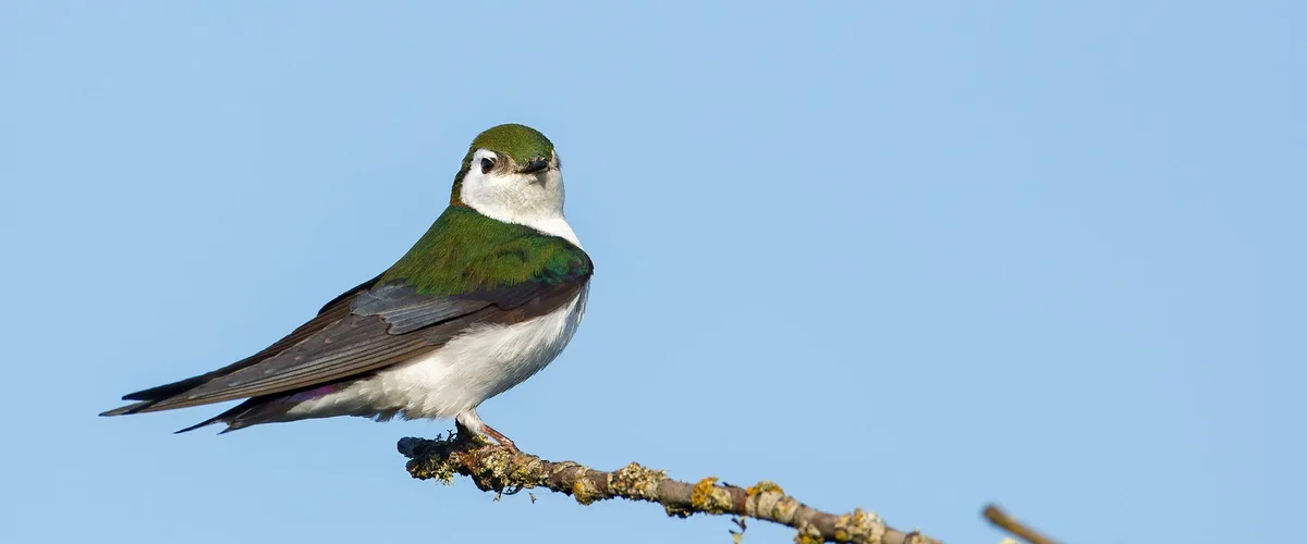 A green-and-white bird with a human-like facial expression perches on a lichen-covered branch against a clear blue sky. The…
