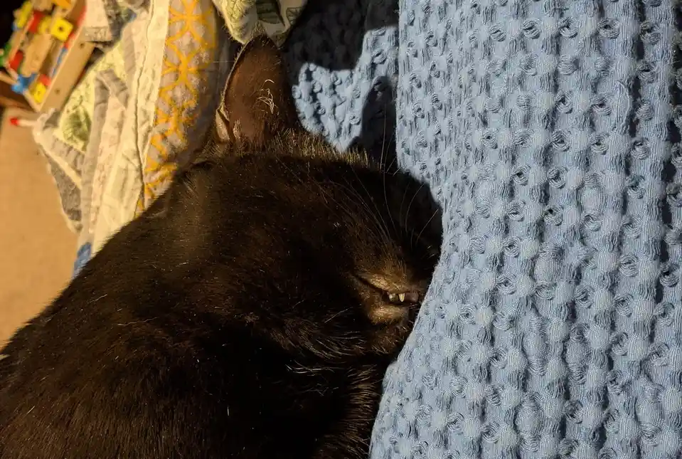 A close-up photo shows a black cat sleeping with its head tucked into a blue textured blanket, its eyes closed and mouth…