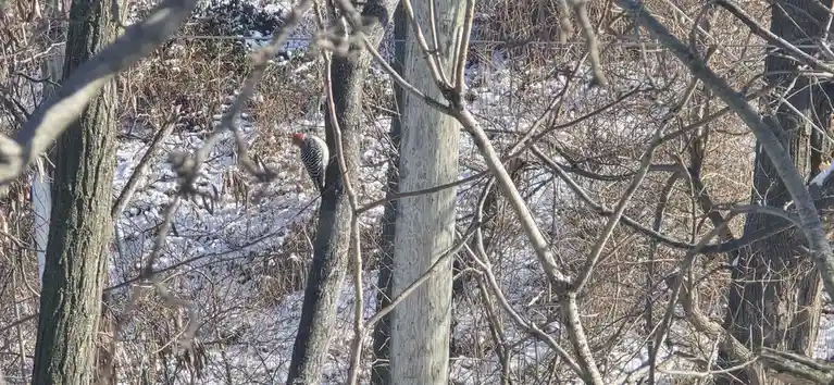Saying goodbye to our feathered friends.