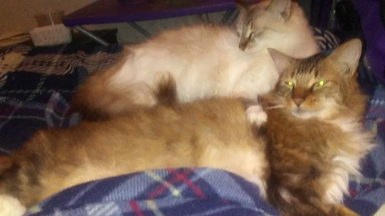 Two fluffy cats are lying on a blue plaid blanket; the cat in the foreground has glowing yellow eyes and looks directly at…