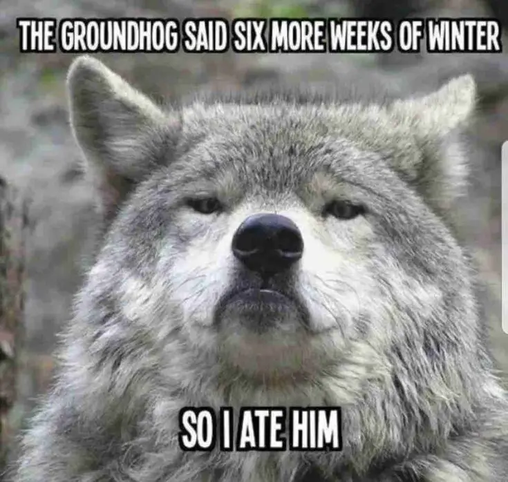 A close-up image of a gray wolf with a bored, unimpressed facial expression, looking directly at the viewer. The text…