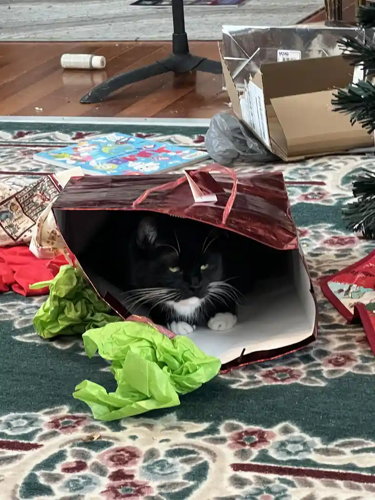 My Cat: Living in the Moment