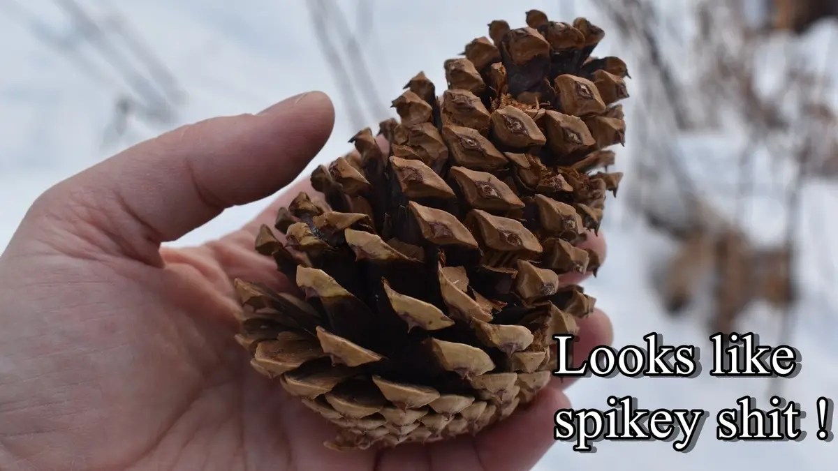A hand holds a brown pinecone against a snowy background, with the overlaid text reading 'Looks like spikey shit !'. The…