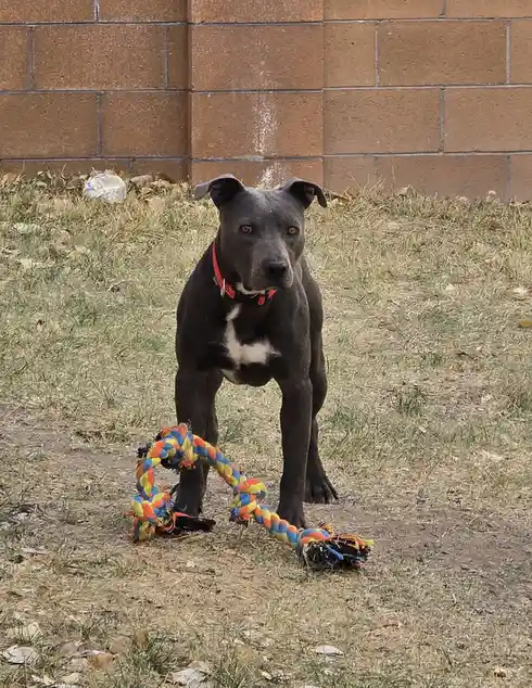 A black dog with a white chest and red collar stands in dry grass in front of a brick wall, looking directly at the camera…
