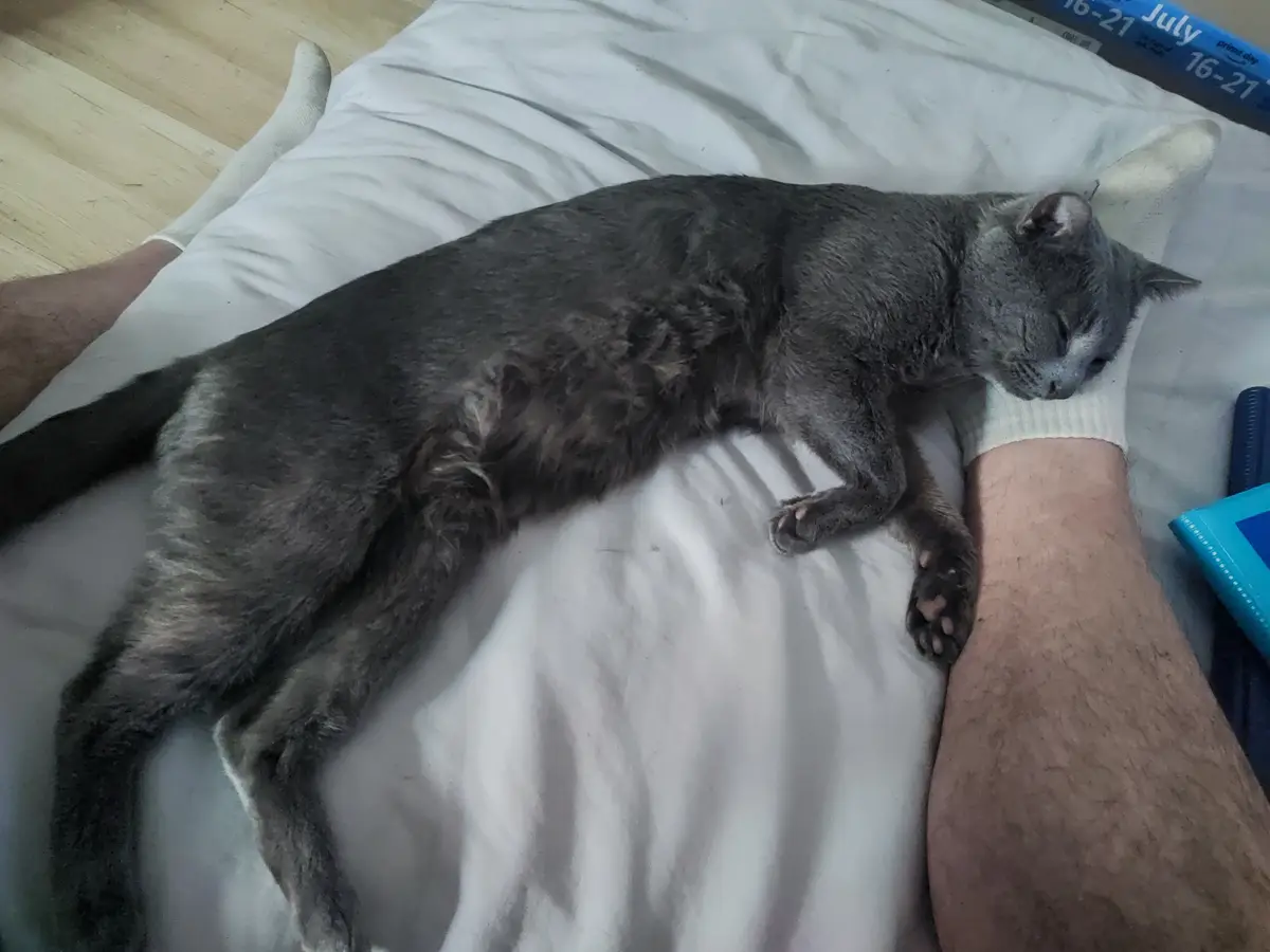 A gray cat is sleeping soundly on a person's legs, which are covered in white socks, while lying on a white bedsheet. The…