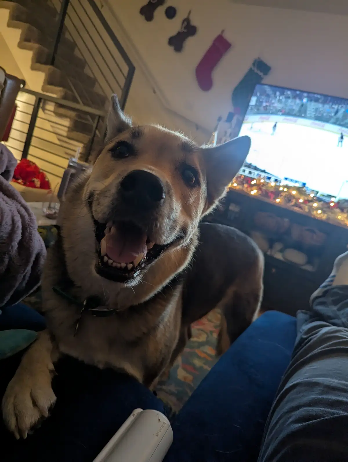 A tan and white dog with its mouth open in a wide, toothy grin stares directly at the camera from a couch, with a TV showing…