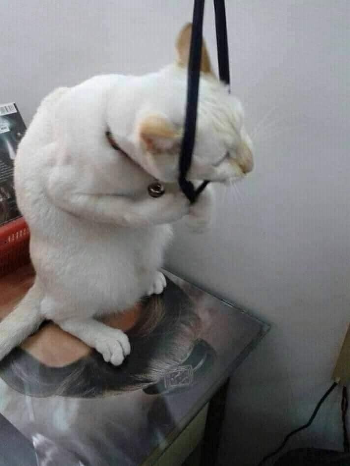 A white cat sits on a glass-topped table, its head and front paws wrapped in black straps, appearing to be in a state of…