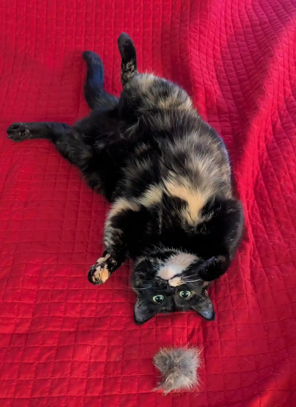 A tortoiseshell cat lies on its back on a red quilted blanket, looking up with wide eyes, while a small tuft of its own fur…