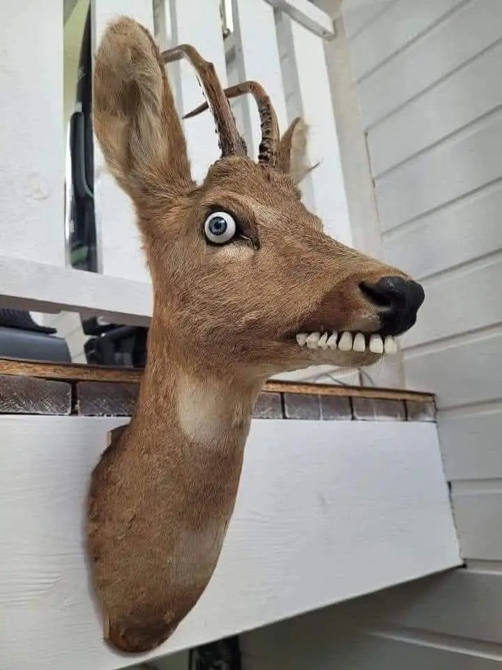 A mounted deer head taxidermy piece is shown mounted on a white wooden wall, but it has been digitally altered to have a…