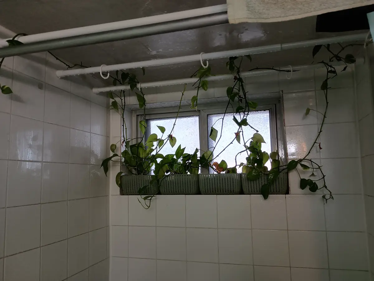 A bathroom with white tiled walls and a frosted window, where several green pothos plants in grey plastic baskets sit on the…