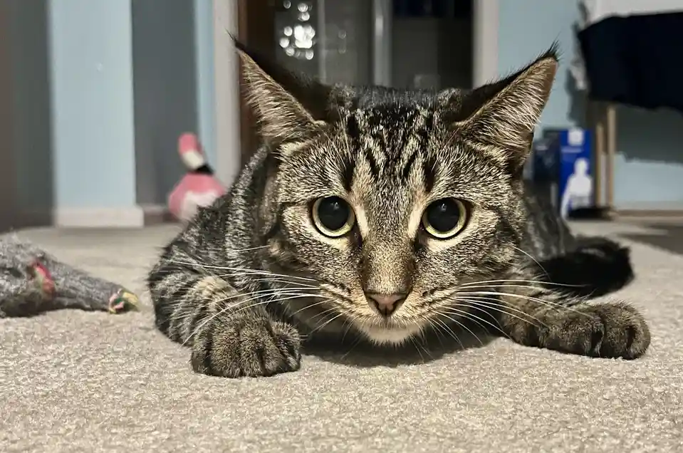 A tabby cat with wide, unblinking eyes lies on a carpet, staring intently at the camera with a serious, almost accusatory…