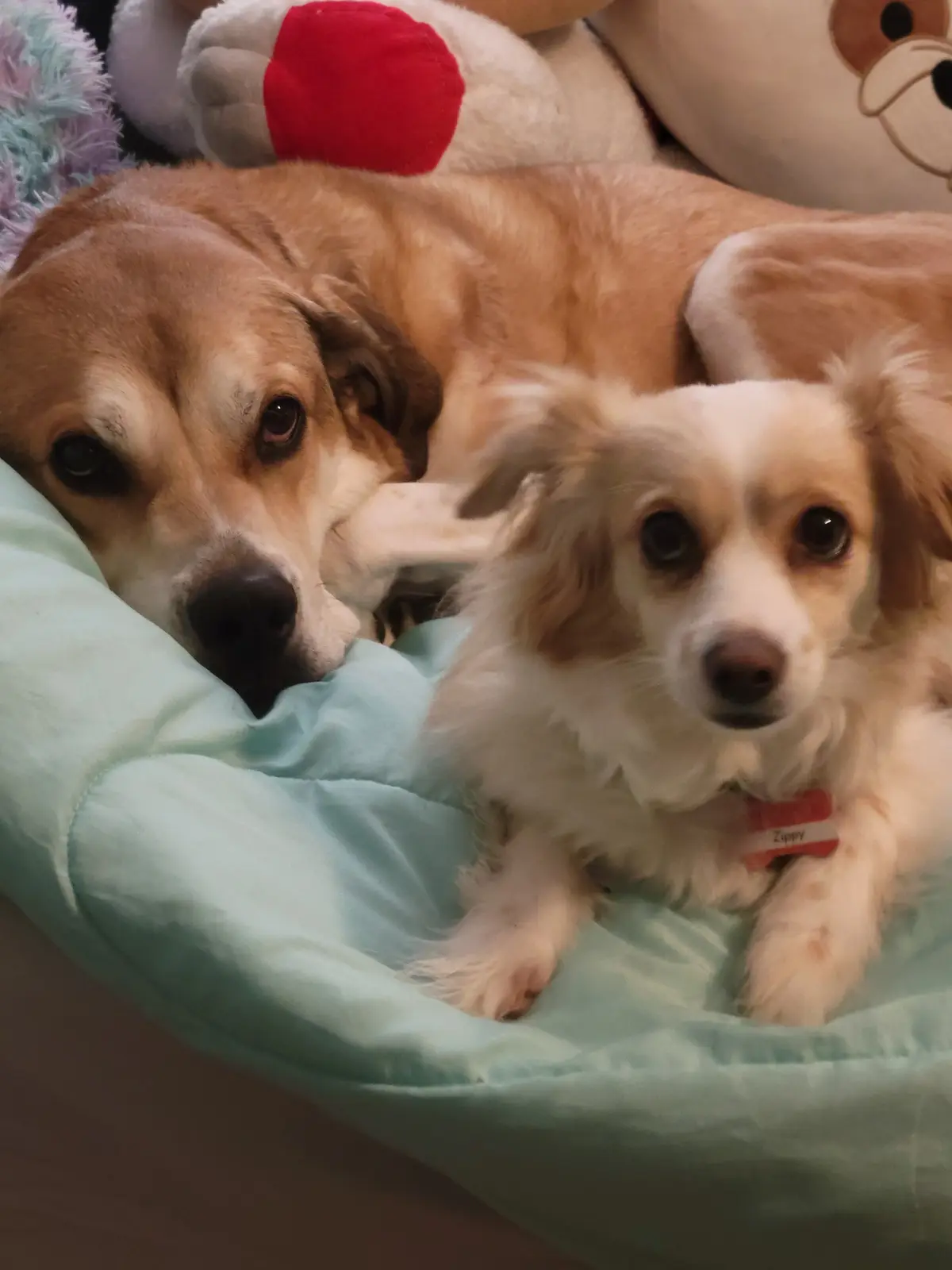 Two dogs rest on a light blue dog bed; a larger tan dog lies behind a smaller white and tan dog named Zippy, who wears a red…