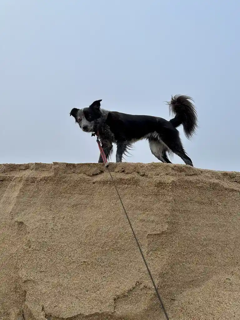 A black and white dog with a red leash stands atop a large sand dune, looking down with a serious expression. The leash…