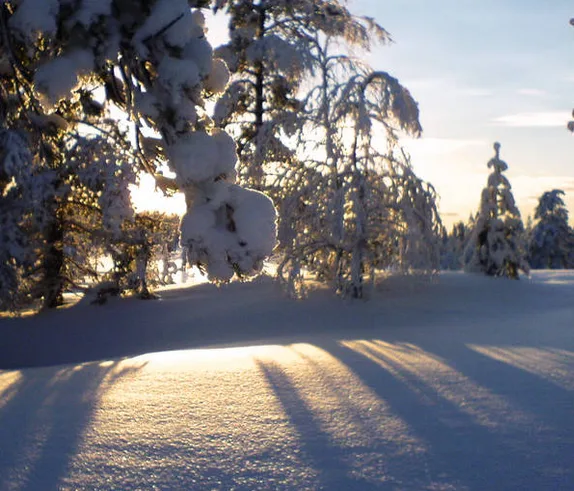 A serene winter scene with snow-covered trees and ground, bathed in golden sunlight casting long shadows. Overlaid text…
