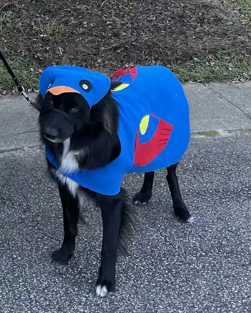A black and white dog wearing a blue bird costume with an orange beak and red/yellow wing patches stands on a sidewalk. The…