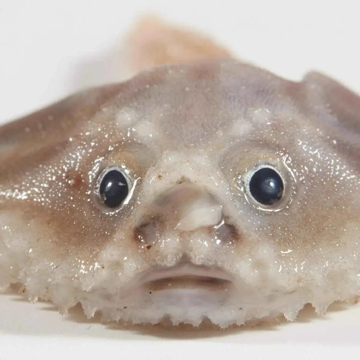 A close-up photo of a small, pale fish with large, round, black eyes and a slightly downturned mouth, giving it a sad or…