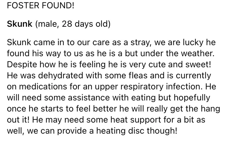 A white-background text image mimicking a pet adoption post, announcing a 'Foster Found!' for a 28-day-old male skunk named…