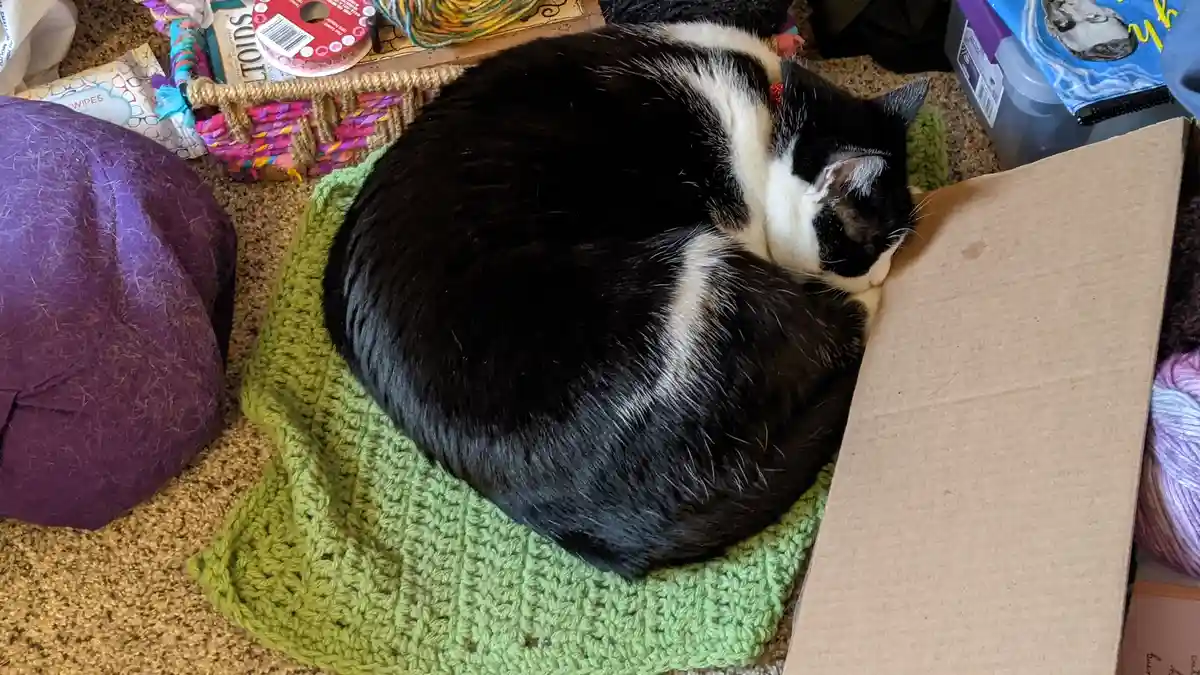 All curled up and cozy