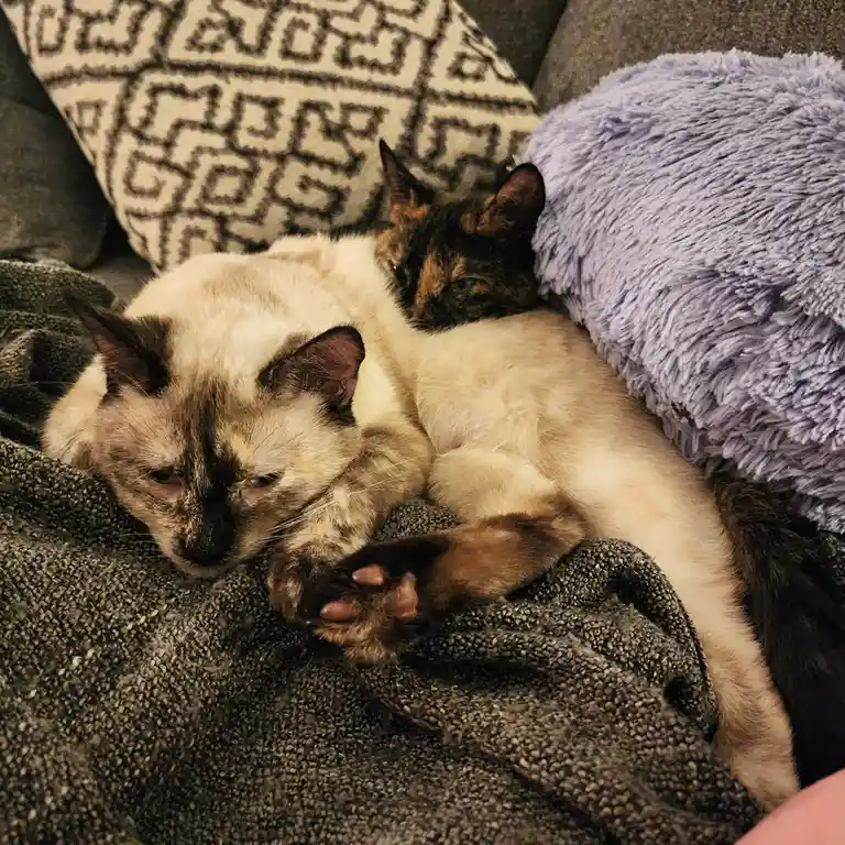 Two cats are curled up together on a couch, one with a light cream and dark brown coat, the other with a tortoiseshell…