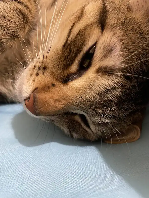 A close-up of a tabby cat lying on a light blue surface, its eyes half-closed and expression appearing sleepy or…