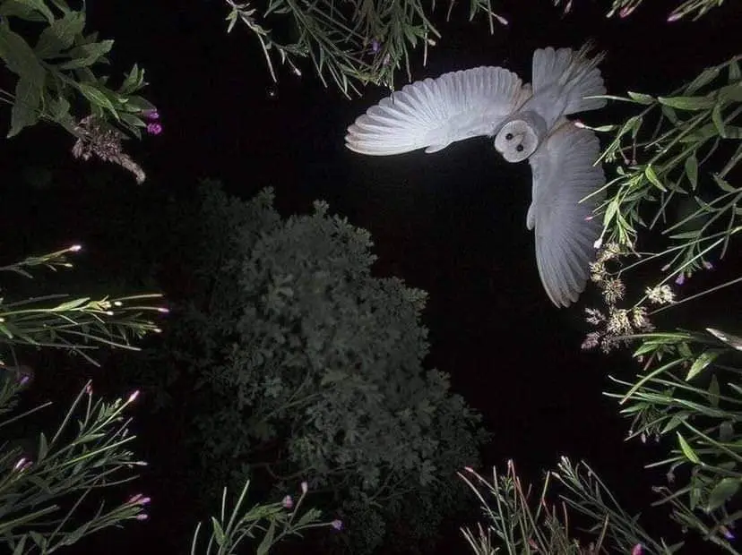 A white barn owl is captured mid-flight against a dark night sky, surrounded by green foliage and purple flowers framing the…
